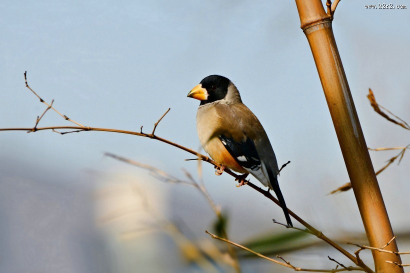 憨态可鞠的黑尾蜡嘴雀图片大全