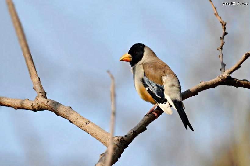 憨态可鞠的黑尾蜡嘴雀图片大全
