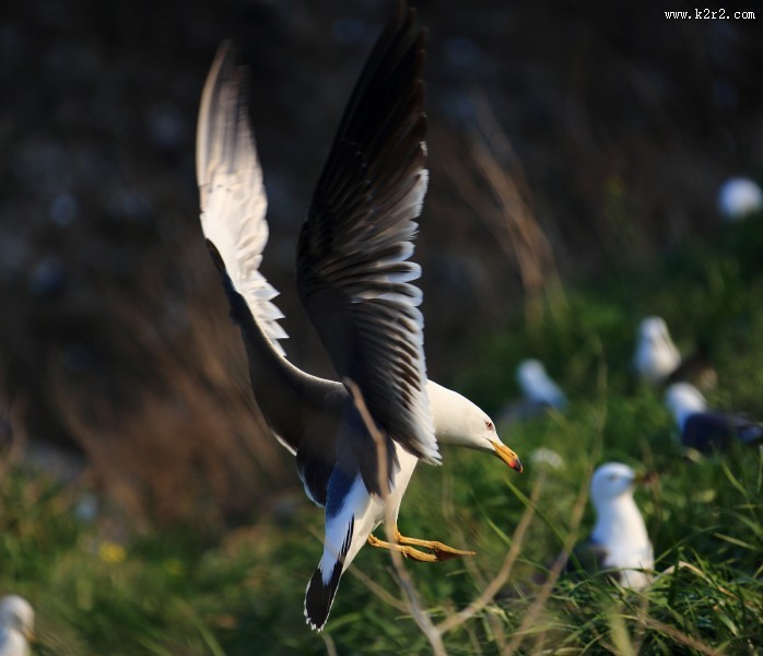 中型水禽之黑尾鸥图片