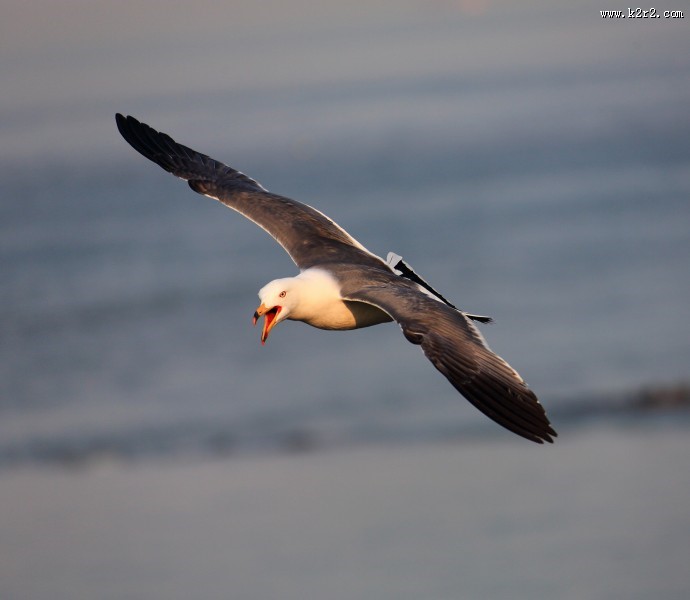 中型水禽之黑尾鸥图片
