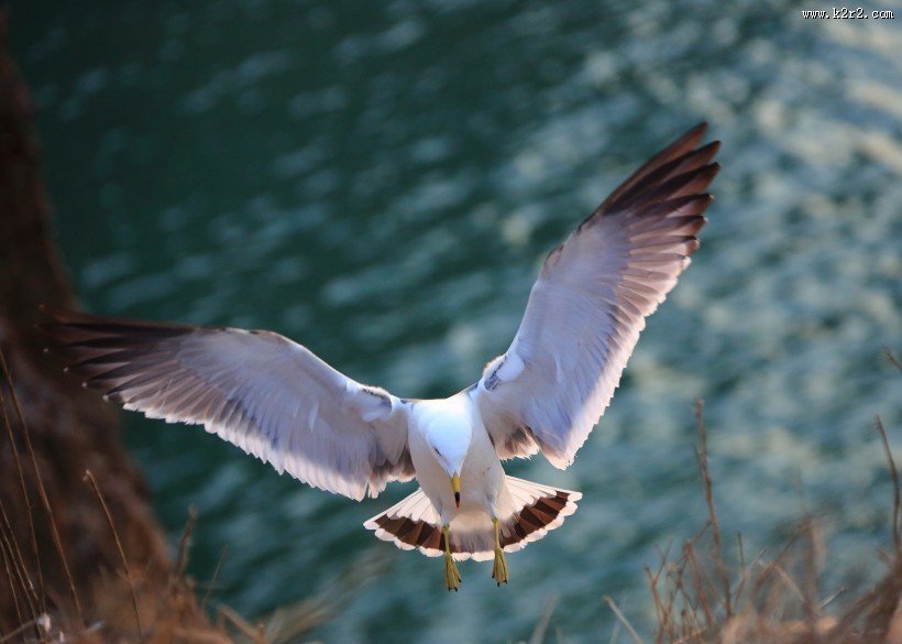中型水禽之黑尾鸥图片