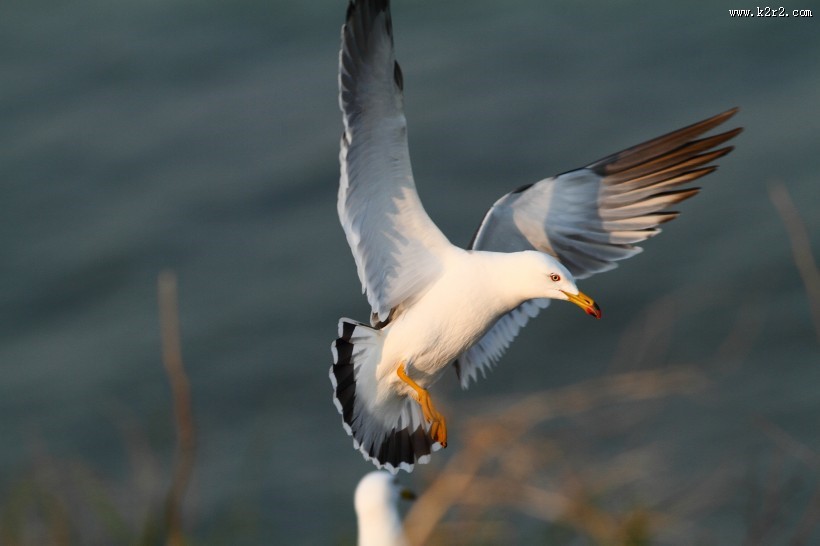 中型水禽之黑尾鸥图片