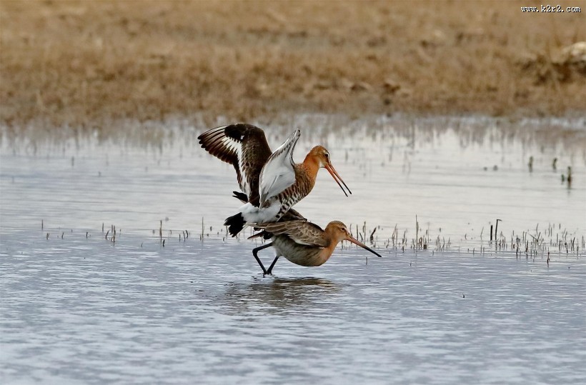 细高而鲜艳的黑尾塍鹬图片