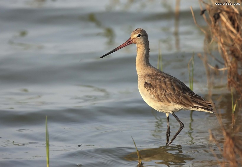 细高而鲜艳的黑尾塍鹬图片
