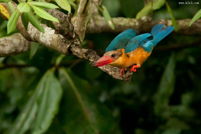 蓝绿色的鹳嘴翡翠图片