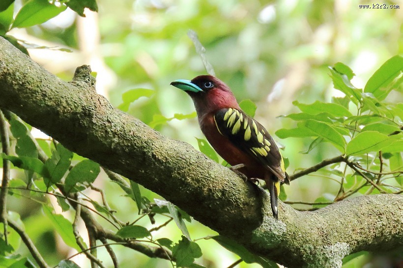 喙色特别的斑阔嘴鸟图片