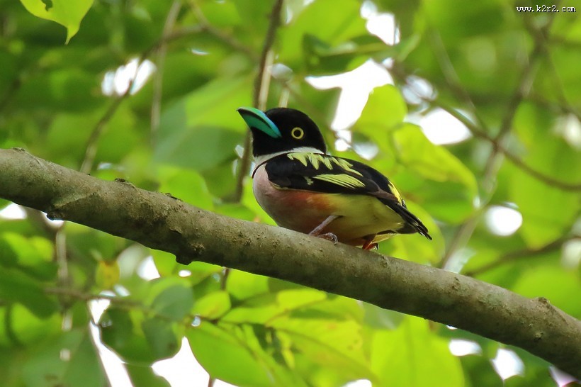 喙色特别的斑阔嘴鸟图片