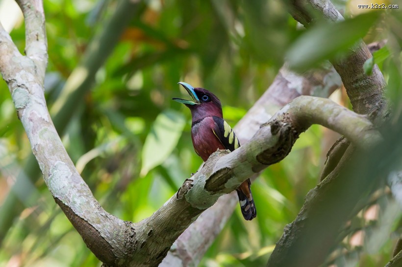 喙色特别的斑阔嘴鸟图片
