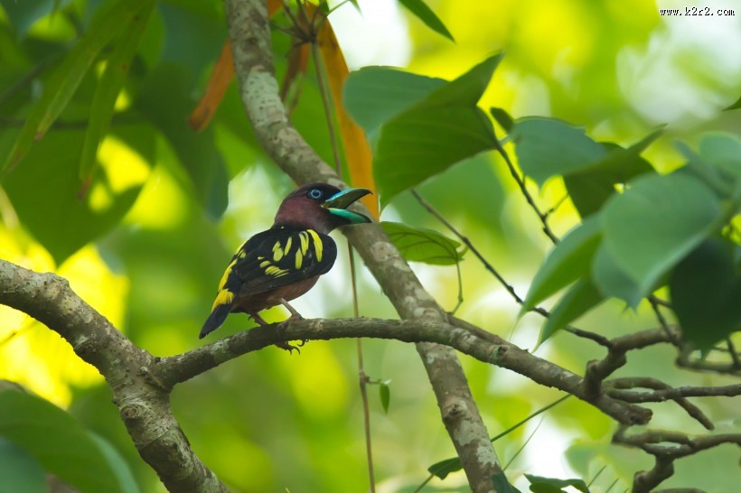 喙色特别的斑阔嘴鸟图片