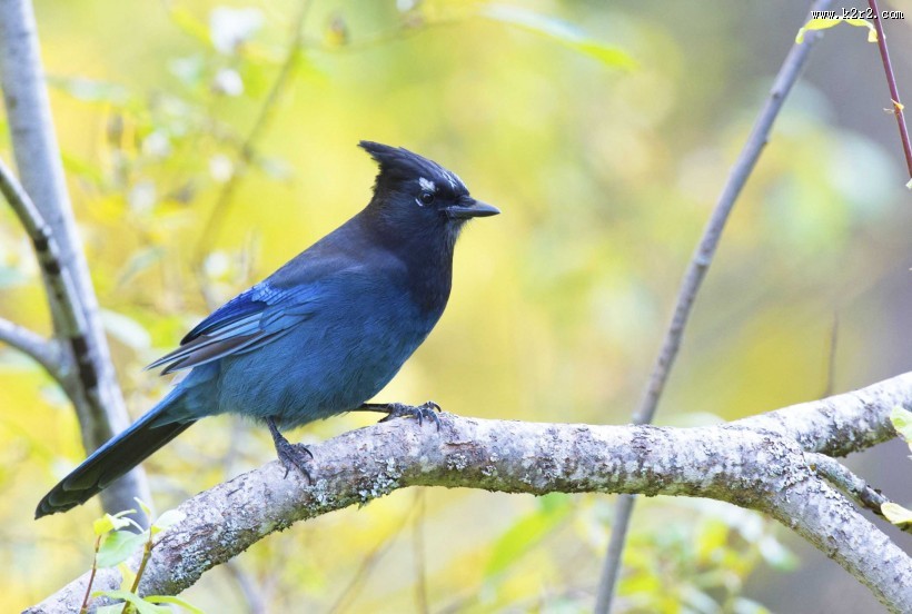 顽皮的暗冠蓝鸦图片