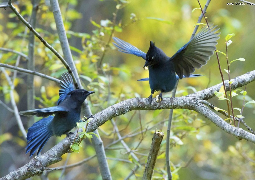 顽皮的暗冠蓝鸦图片