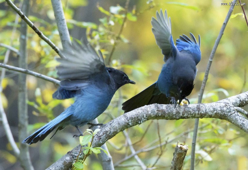顽皮的暗冠蓝鸦图片
