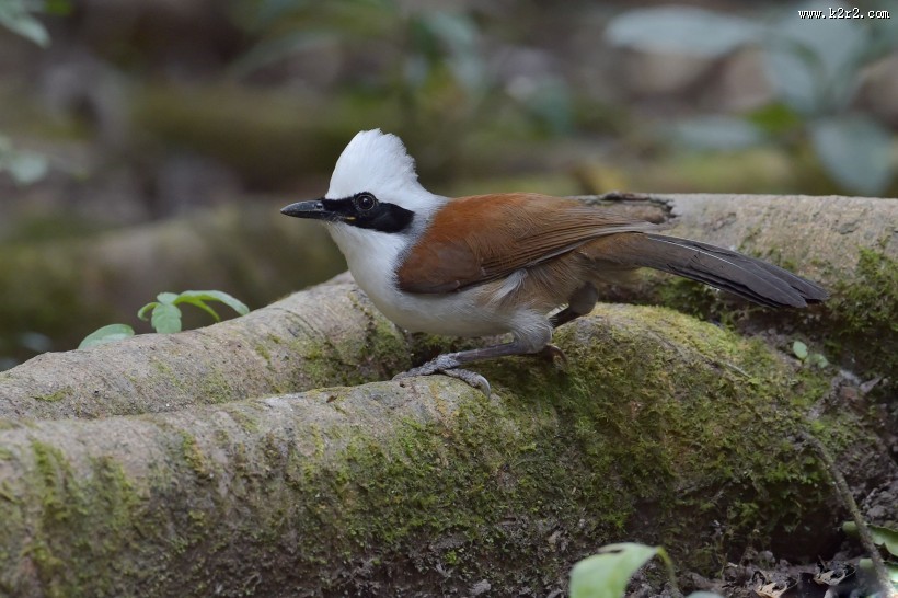 性格活跃的白冠噪鹛图片