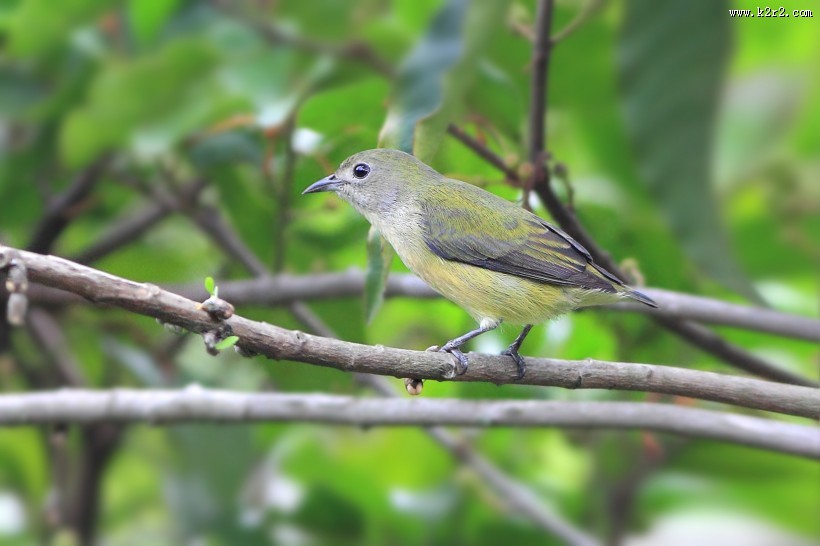 红胸啄花鸟图片大全