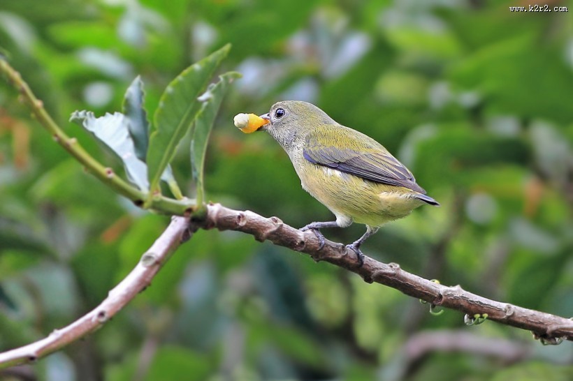 红胸啄花鸟图片大全