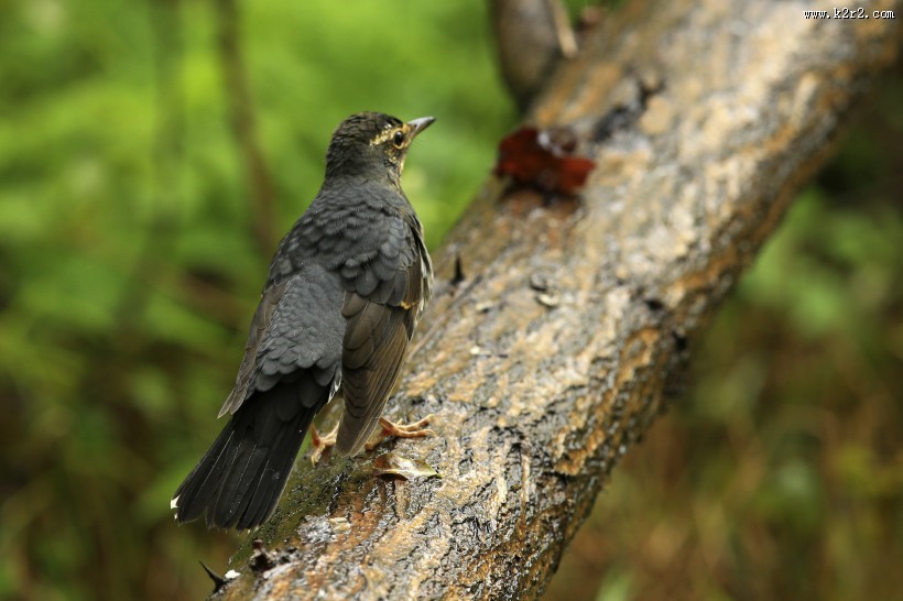 白眉歌鸫鸟类图片大全