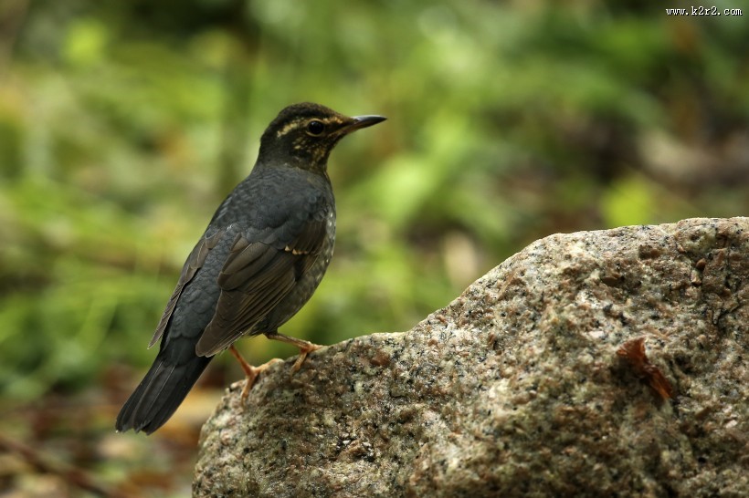 白眉歌鸫鸟类图片大全