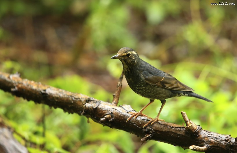白眉歌鸫鸟类图片大全