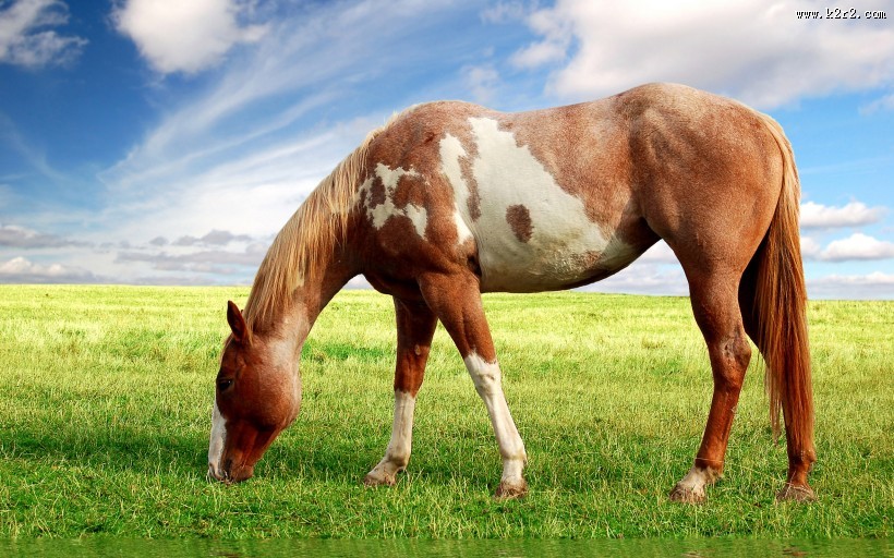 美丽的骏马图片