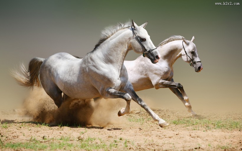 美丽的骏马图片