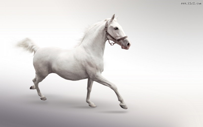 美丽的骏马图片