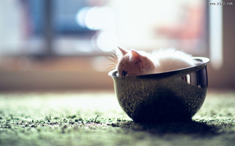 可爱宠物喵咪图片