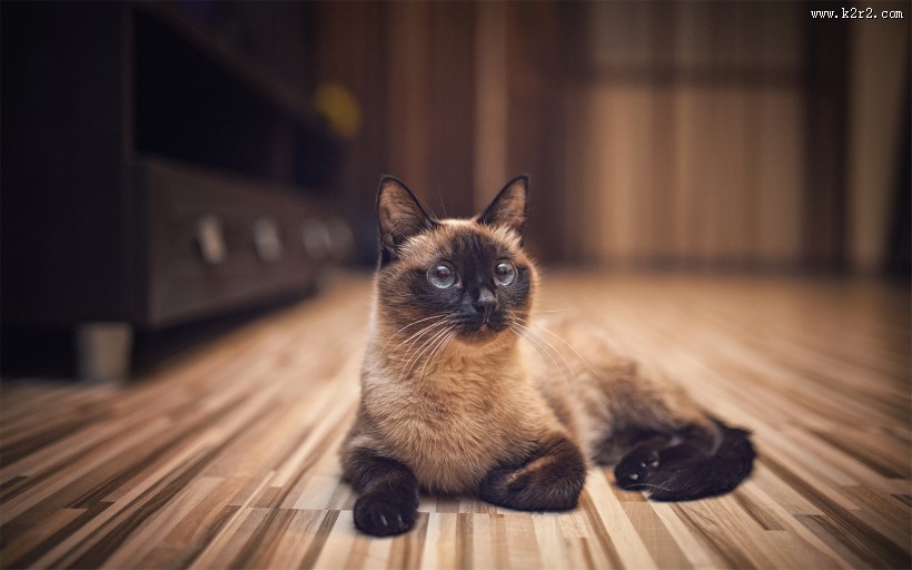 可爱宠物喵咪图片