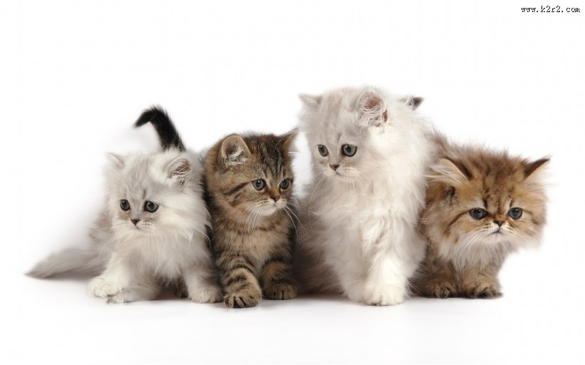 可爱宠物喵咪图片