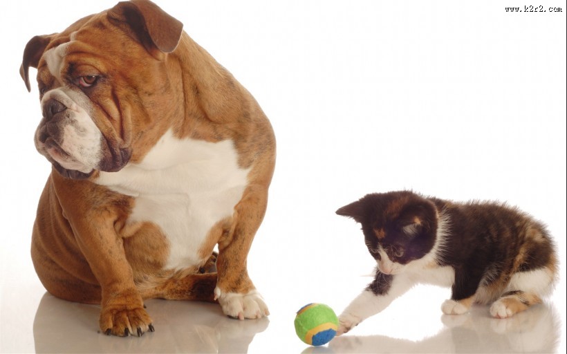 可爱宠物喵咪图片