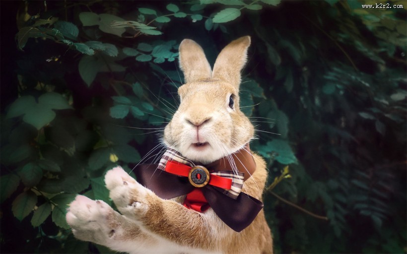 萌宠小兔子图片大全