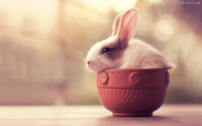 萌宠小兔子图片大全