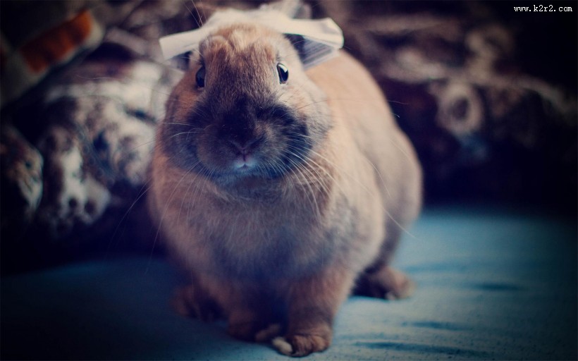 萌宠小兔子图片大全