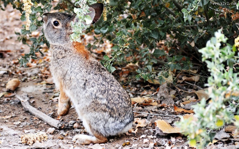 萌宠小兔子图片大全