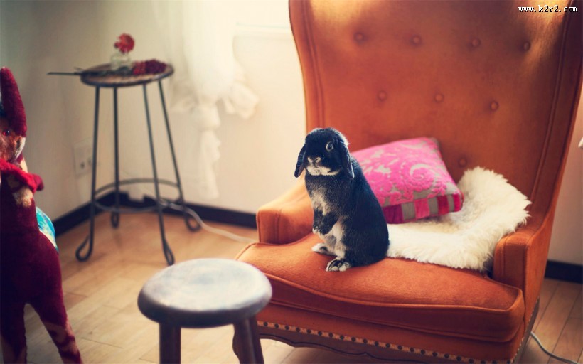 萌宠小兔子图片大全