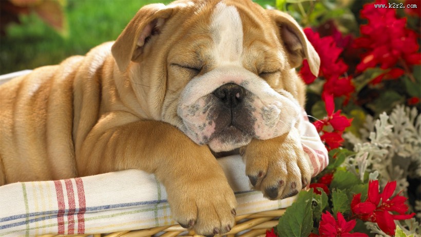 可爱斗牛犬宝宝图片