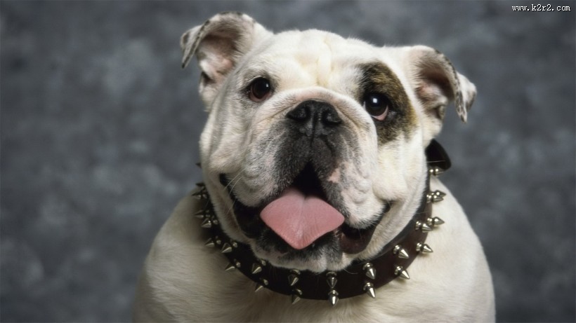 可爱斗牛犬宝宝图片