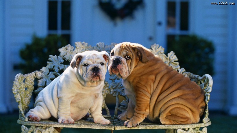 可爱斗牛犬宝宝图片