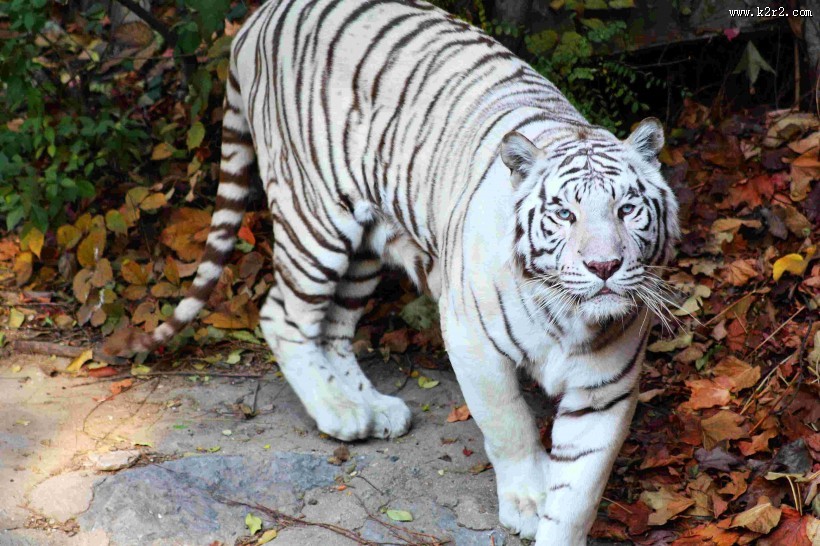 威武霸气的白虎图片