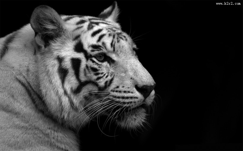 威武霸气的白虎图片