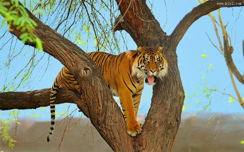 苏门达腊虎图片