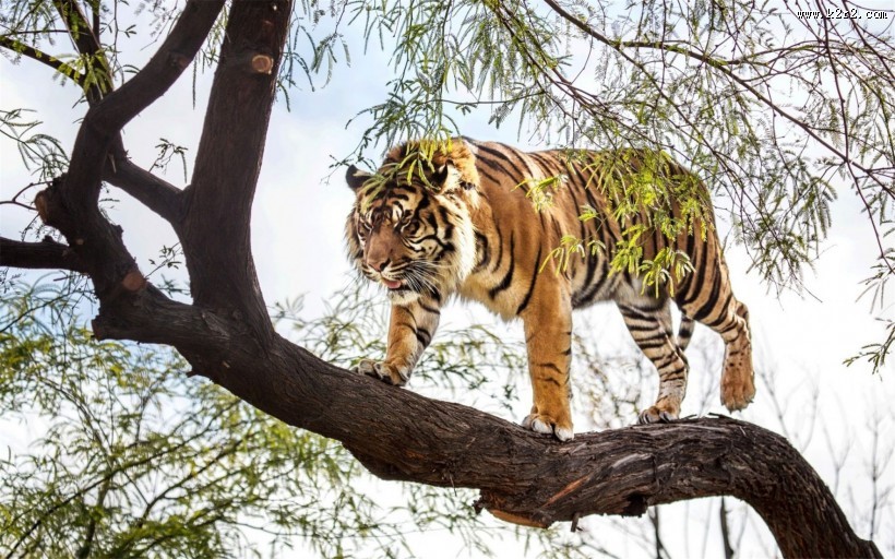 苏门达腊虎图片