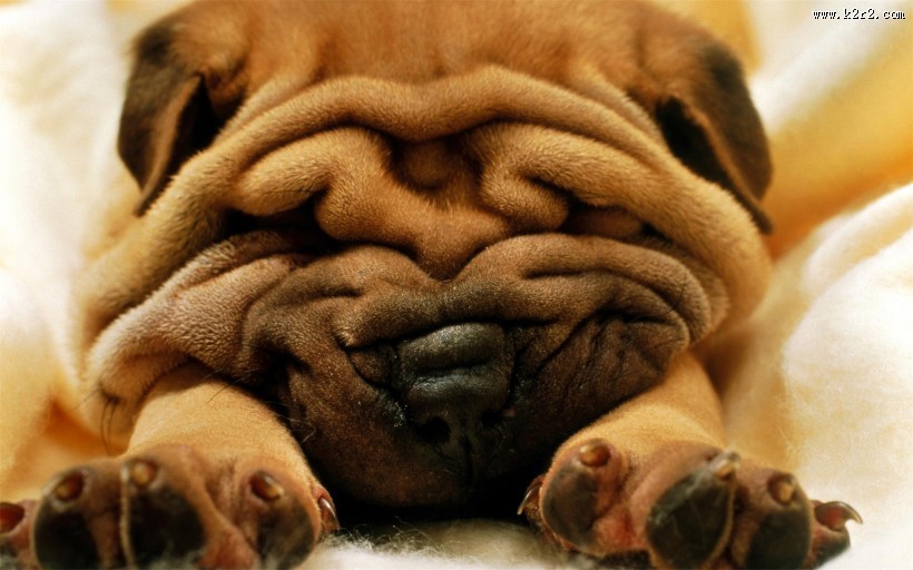 肉嘟嘟的沙皮犬图片大全