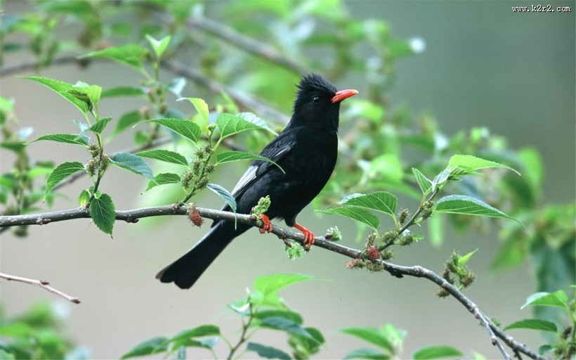 站在树枝上的小鸟图片