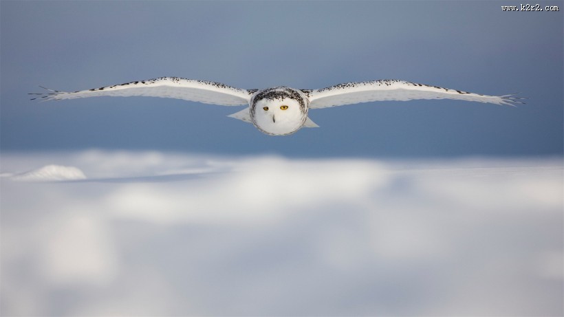 机灵可爱的猫头鹰图片大全