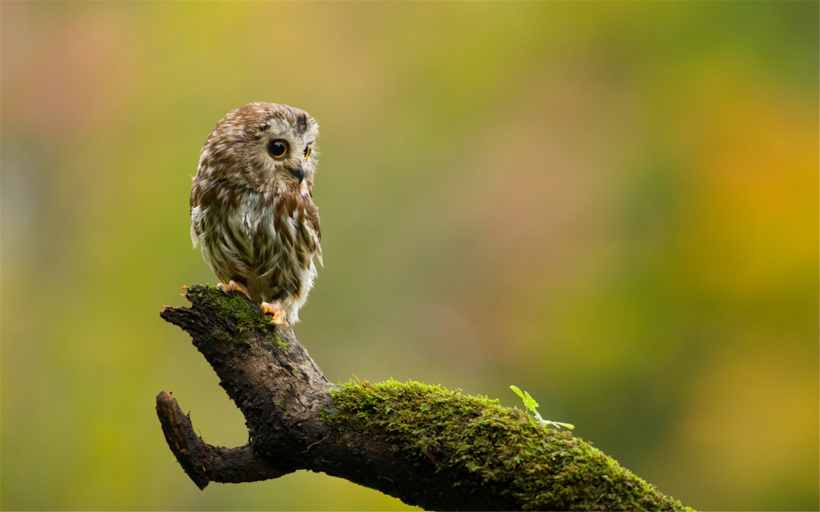 机灵可爱的猫头鹰图片大全