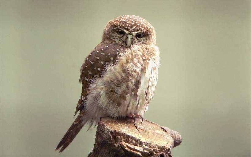 机灵可爱的猫头鹰图片大全