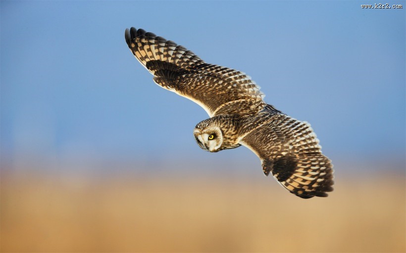 机灵可爱的猫头鹰图片大全