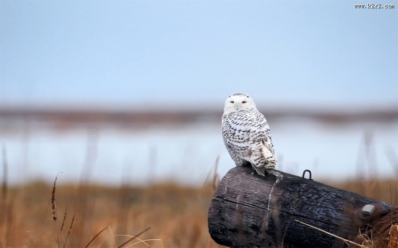 机灵可爱的猫头鹰图片大全