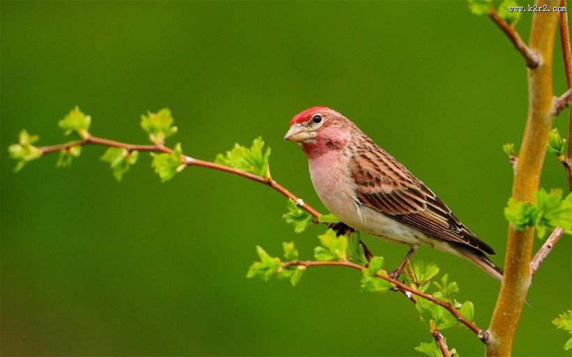 站在树枝上的小鸟图片
