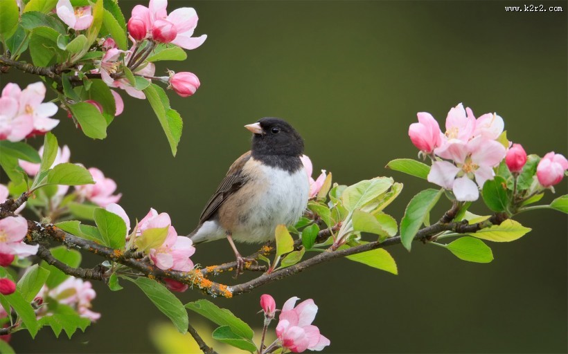 站在树枝上的小鸟图片